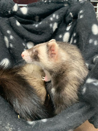 6 month old ferret! 