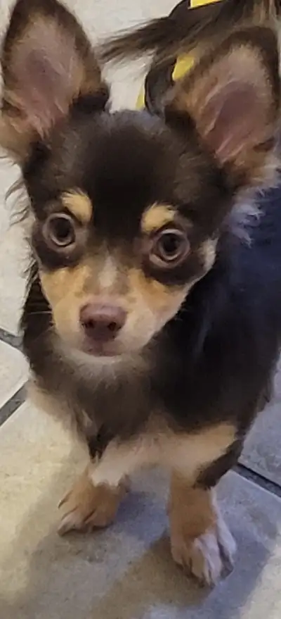 ⭐️5 MONTH SMALL MALE  LONG COAT APPLE HEAD CHIHUAHUA’ ⭐️, View more