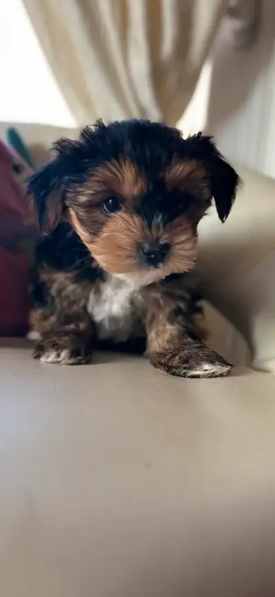 Morkie puppies , View more
