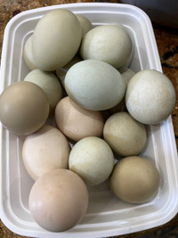 Natural organic backyard Eggs