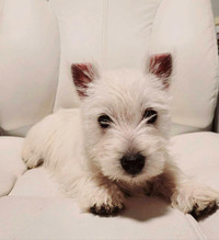Adorable Westie Puppy!