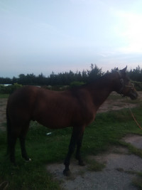 Reg quarter horse