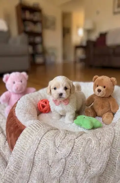 Small Puppies ( Shihpoo), View more