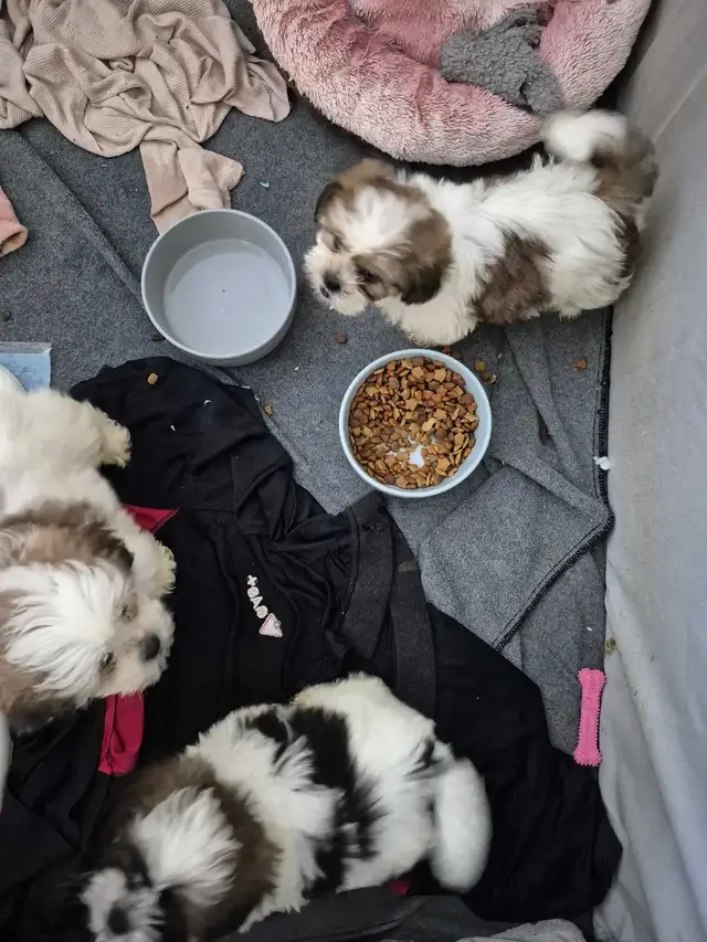 Shihtzu puppies sold pending pick up in Dogs & Puppies for Rehoming in Owen Sound - Image 6