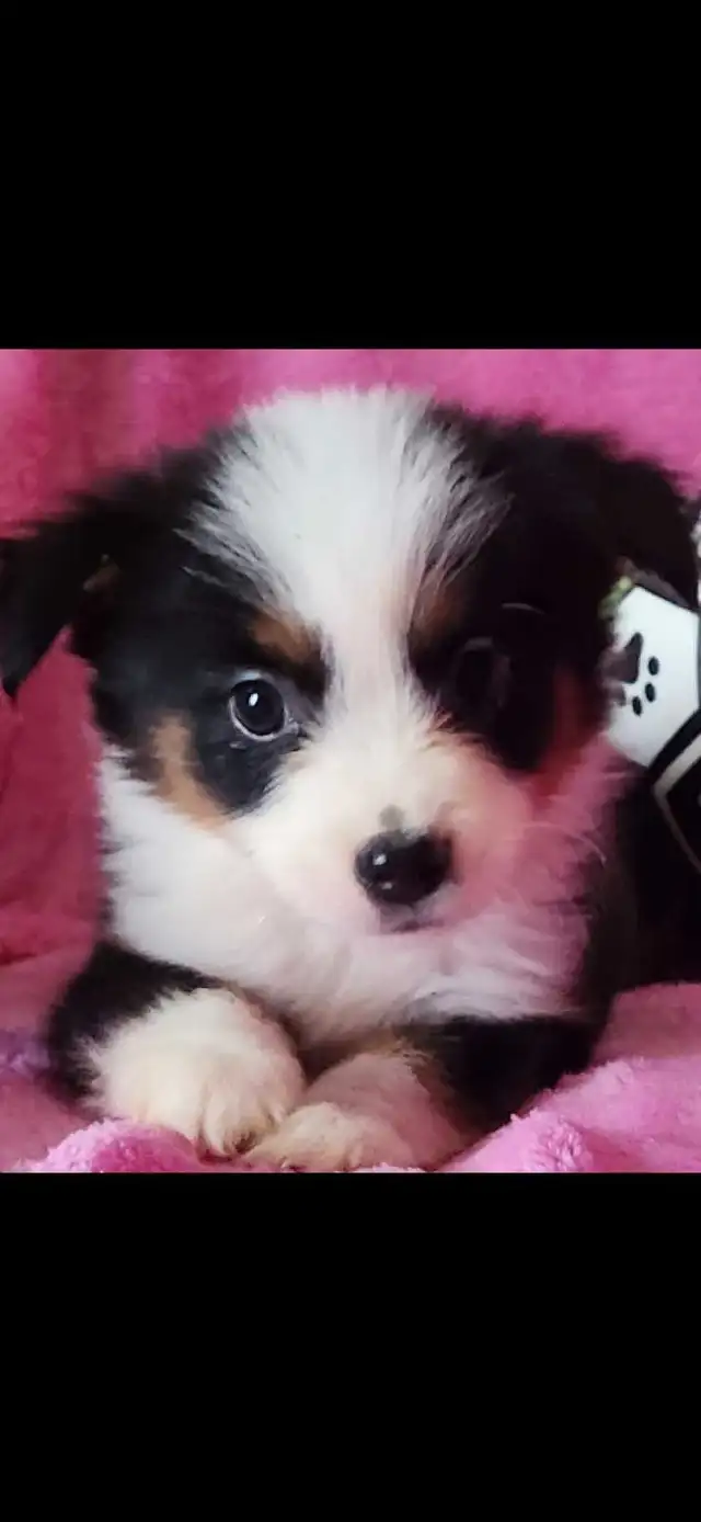 TOY & Miniature Australian Shepherd puppies in Dogs & Puppies for Rehoming in Ottawa - Image 3
