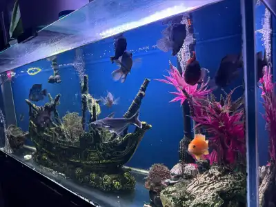 150 gallon fish tank with everything with it, View more