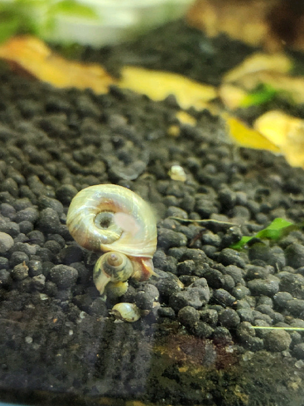15 Mixed color ramshorn snail / aquarium escargot dans Poissons à adopter  à Longueuil/Rive Sud
