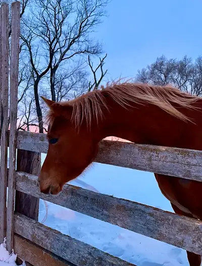 HV Divine Snow White 5yr old Arabian Mare (May 24 2020) 14.1+ HH with the chance she may grow a bit...