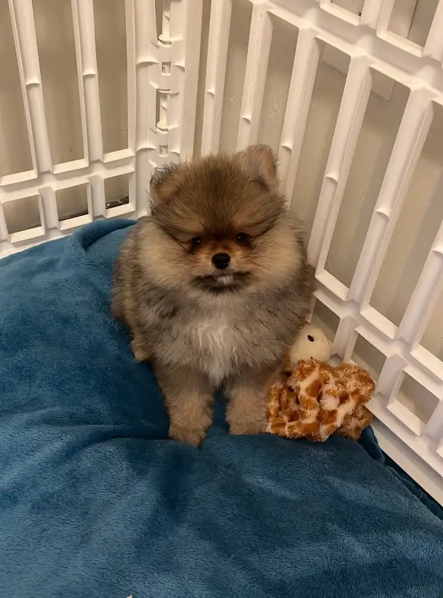 Teddy bear pomeranians in Dogs & Puppies for Rehoming in Mississauga / Peel Region - Image 6