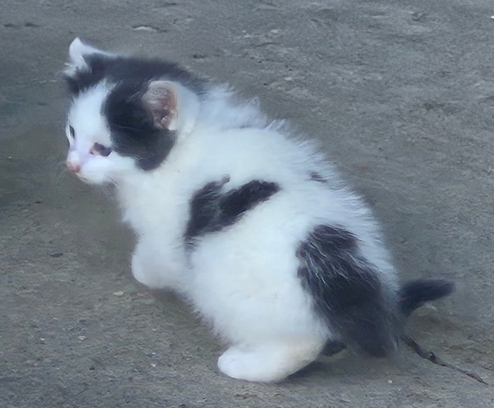 Kittens, 8 weeks old and 5 months old | Cats & Kittens for Rehoming ...
