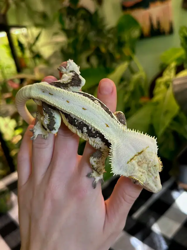 Gecko à Crête male reproducteur lilly white in Reptiles & Amphibians for Rehoming in City of Montréal - Image 3