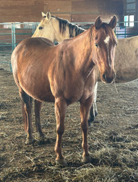 6 year old quarter horse mare in foal 