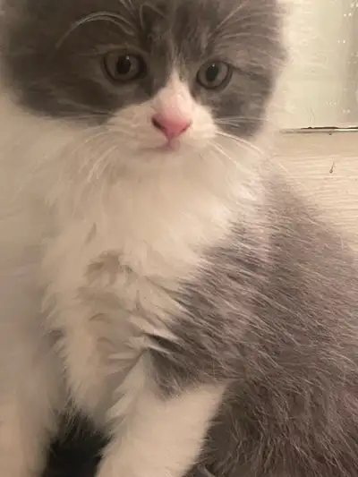 bébé chaton mâle hamaliyan bleu pointe, View more