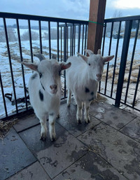 2, 2 year old fainting goats! 