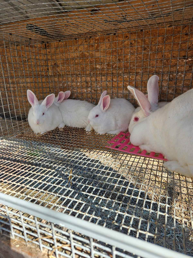 Baby bunnies in Livestock in Leamington - Image 4