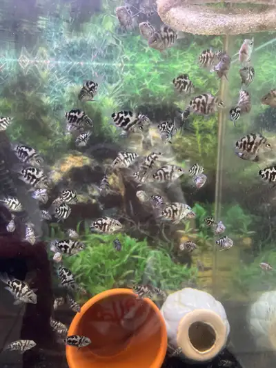 Mini Polar Blue Tiger Parrot Cichlids, View more