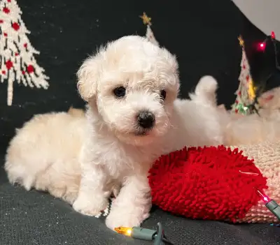 CKC Bichon Frise Puppies! Only One Left, View more
