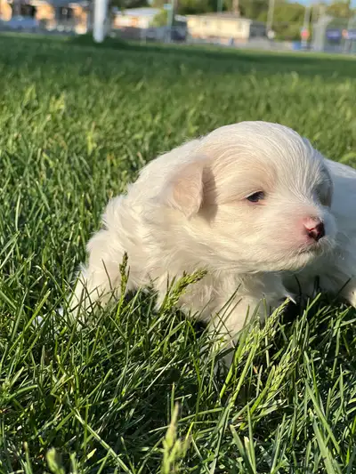 **Adorable Puppies looking for Their Forever Homes!** Our loving Maltese gave birth to a beautiful l...