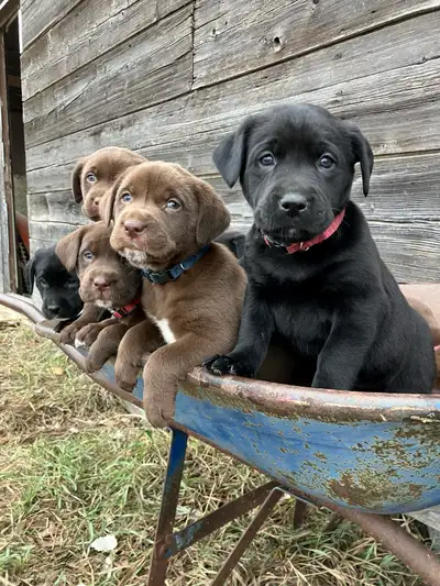 ‘Labenzeller’ Puppies (Appenzeller/Labrador Cross), View more