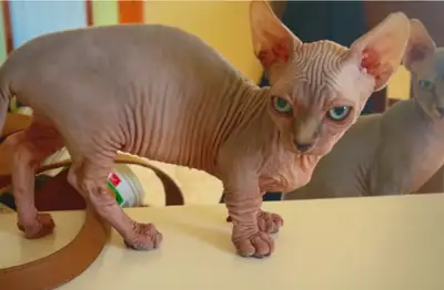 Sphynx femelle Bambino enregistrée, View more
