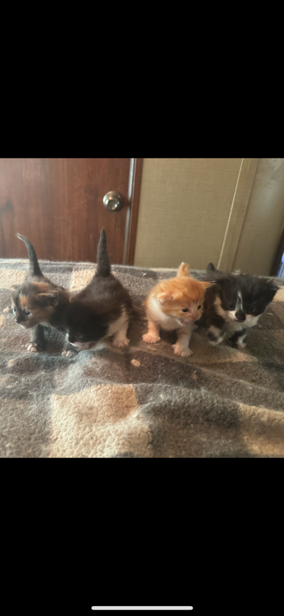 Kittens for sale!, View more