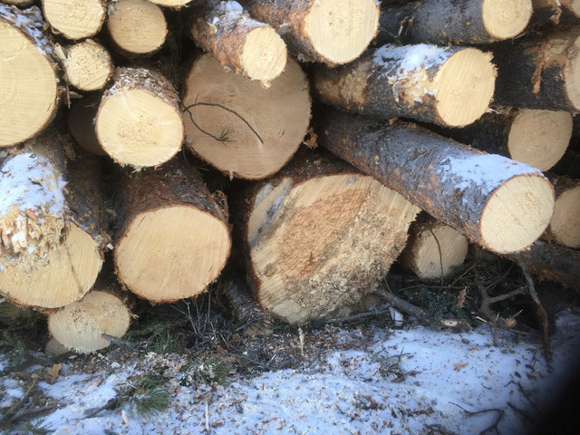 Saw Logs For Sale in Other in Whitehorse - Image 4
