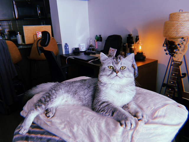 Purebred British Shorthair Cat in Cats & Kittens for Rehoming in City of Toronto