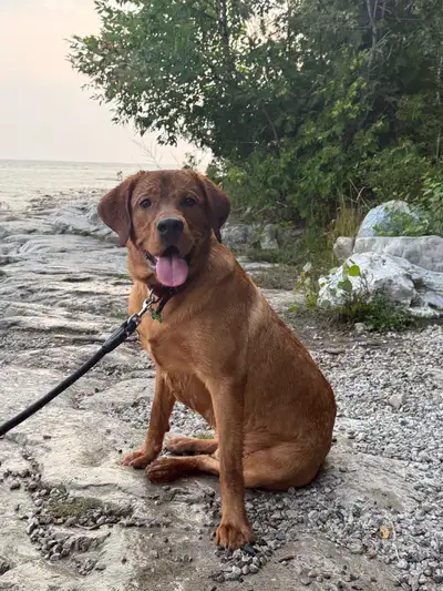 Intact Male Fox Red Lab, View more