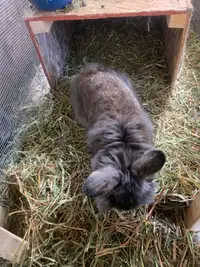Small male fluffy bunny