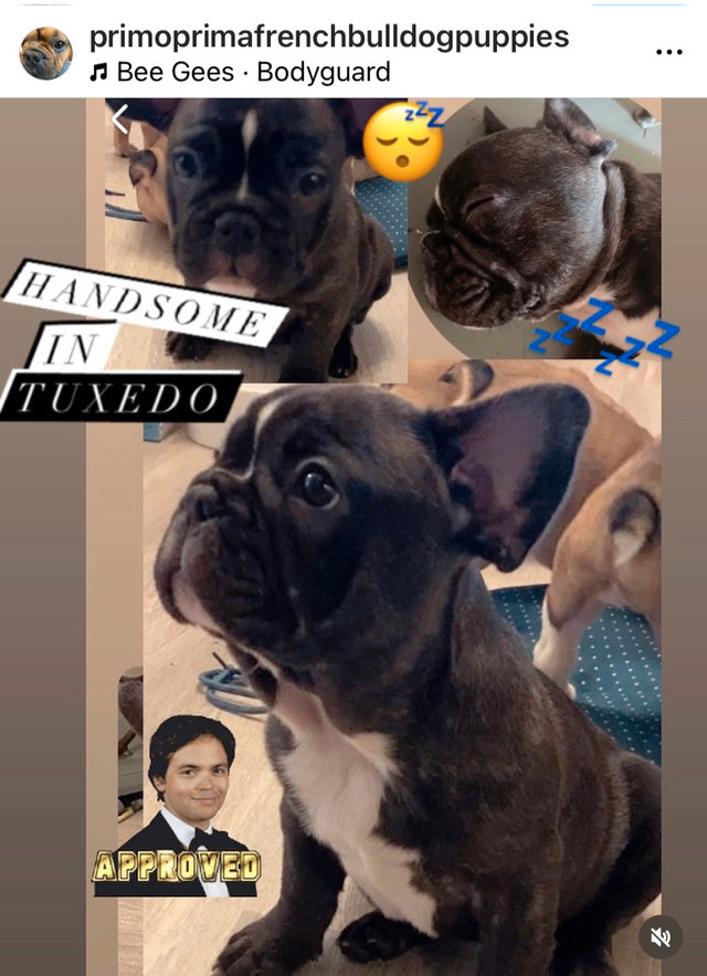 Toronto born Healthy French Bulldog Puppies in Dogs & Puppies for Rehoming in City of Toronto - Image 2