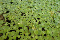 water lettuce $1 for four plants