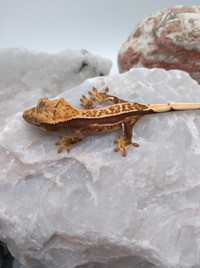 Bébé gecko à crête tricolore