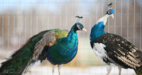 Peafowl - peacocks and peahens - several colors