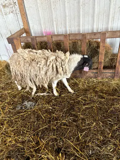 dorper ewe, View more