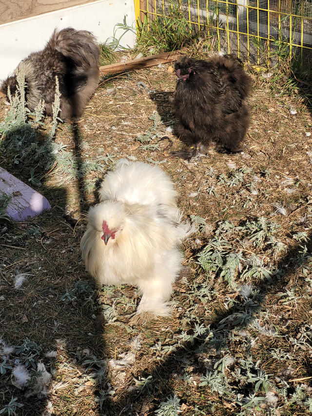 Silkie Roosters to re-home in Livestock in Red Deer - Image 2