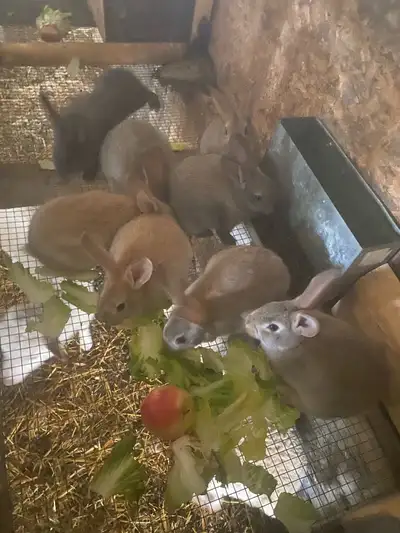 7 Baby rabbits just weaned and on pellets and lettuce New Zealand breed 2nd pic of mom $25 each 3 fe...