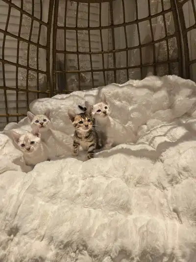 Bengal kittens, View more