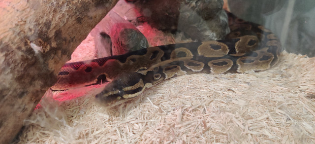 Ball python in Reptiles & Amphibians for Rehoming in Petawawa - Image 2