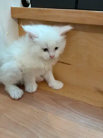 4 magnifiques chatons maine coons de lignée importée de la russie tous des mâles 3 blanc et un bleu...