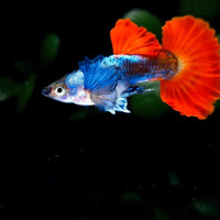 Elevate Your Tank with Premium Guppies!
