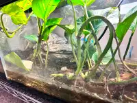 Fire belly toads and tank