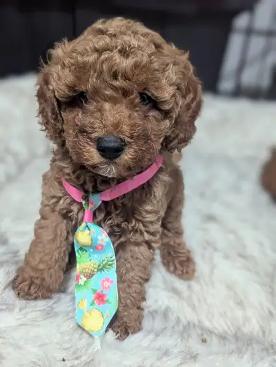 Bring Home the Perfect Furry Companion!, View more