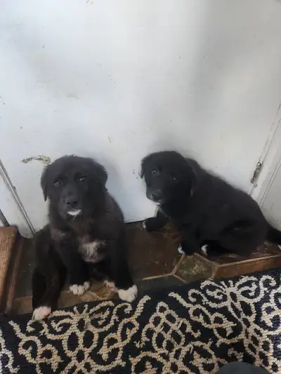 Ready to go to their forever homes this weekend! $250 each Norwegian Elkhound Not shots or vet check...