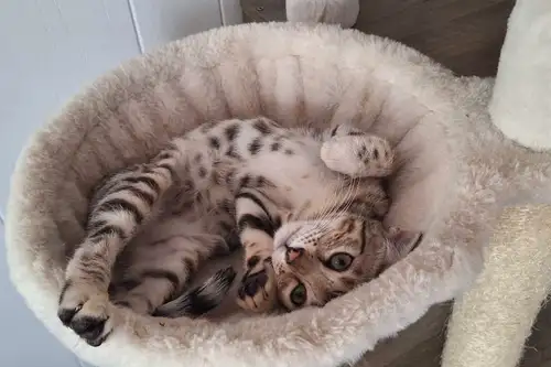 Nouvelles portée 3 magnifiques chatons on vu le jour le 22 février dernier. Reste juste la femelle d...