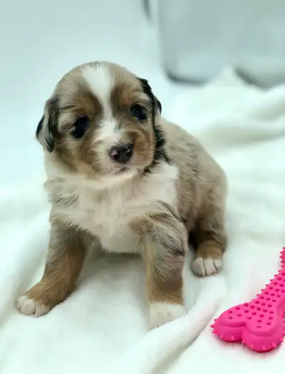 AUSTRALIAN SHEPHERD PUPS, View more
