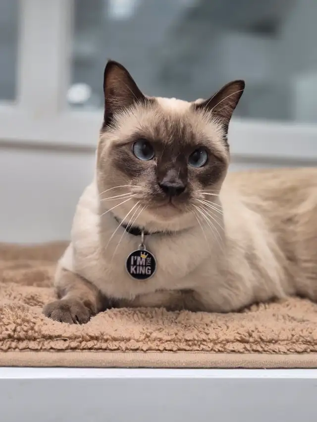 Magnifique chat Tonkinois-Birman cherche une famille pour la vie