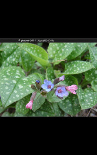 Lungwort, Dead Nettle, Lily of the Valley ($5)