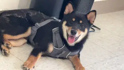 Beautiful purebred Shiba Inu boy 7 months old is looking for a new home. Shiba Inu loves nature. It...