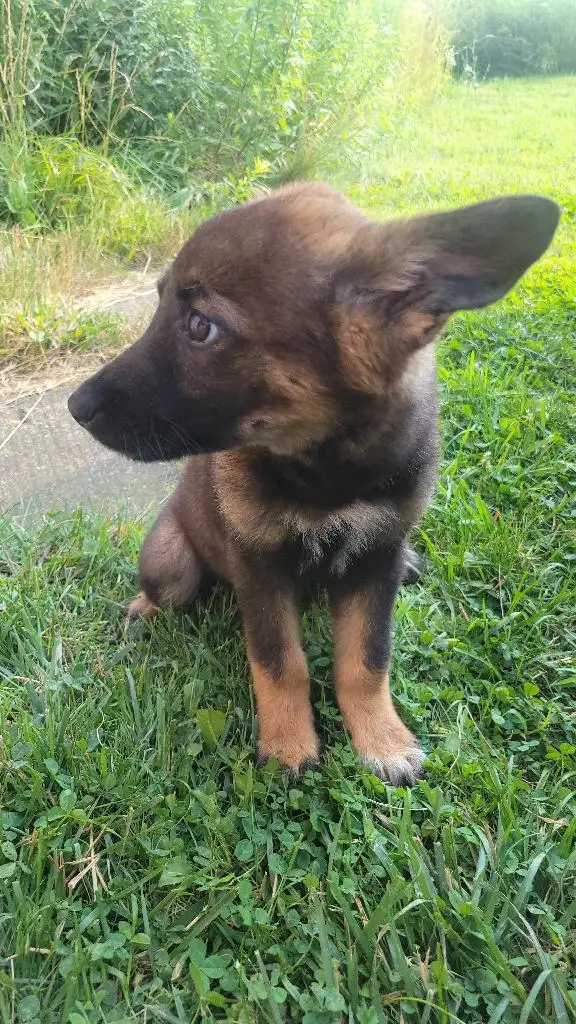 Female Czech Shepherd in Dogs & Puppies for Rehoming in City of Toronto - Image 3