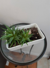 Micro garden : home decoration plants in a ceramic pot